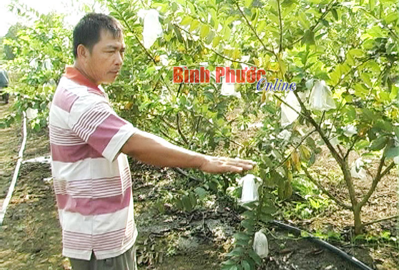 Vườn ổi của gia đình anh Phạm Văn Lai cho hiệu quả kinh tế cao
