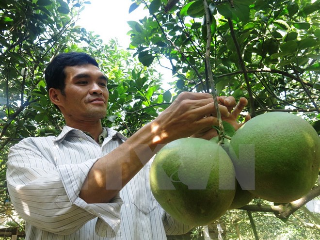 Bưởi "khủng" bày dịp Tết có giá lên đến 2 triệu đồng mỗi cặp