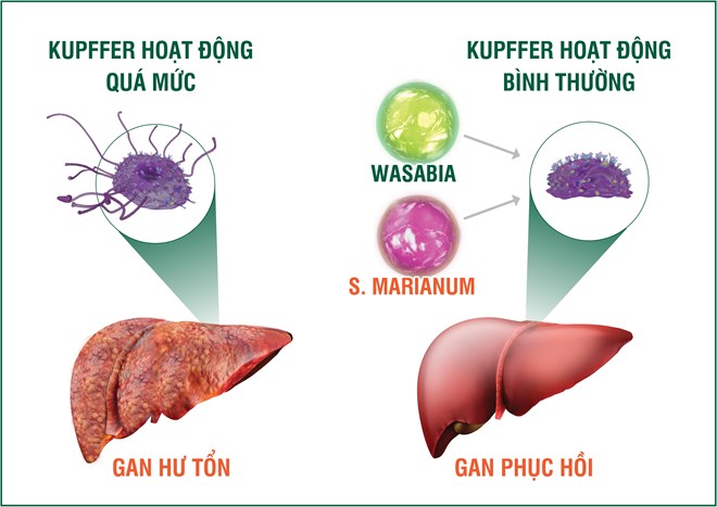 Tinh chất Wasabia và S. Marianum có trong HEWEL giúp kiểm soát hiệu quả tế bào Kypffer, chủ động chống độc, bảo vệ gan từ gốc.
