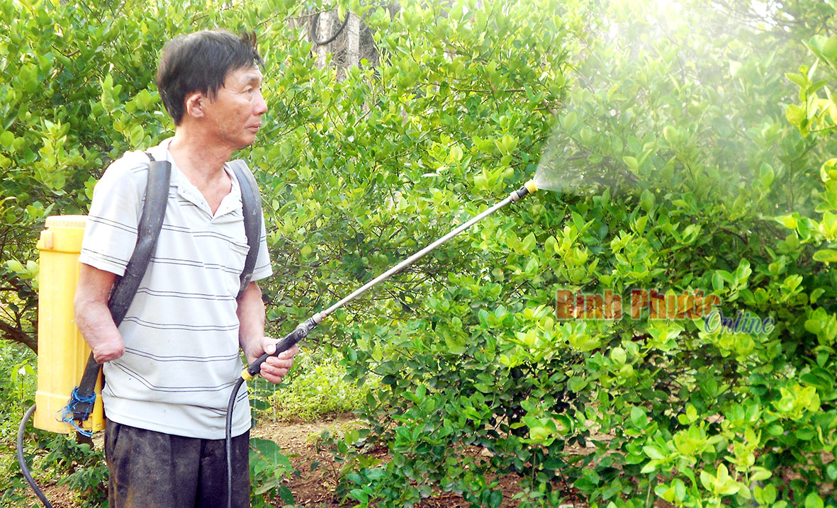 Ông Dương Thế Nguyễn đang phun thuốc cho cây