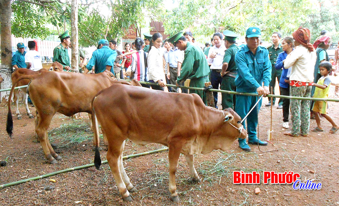 Cảnh giác chiêu lừa thụ tinh nhân tạo, khám thai cho bò