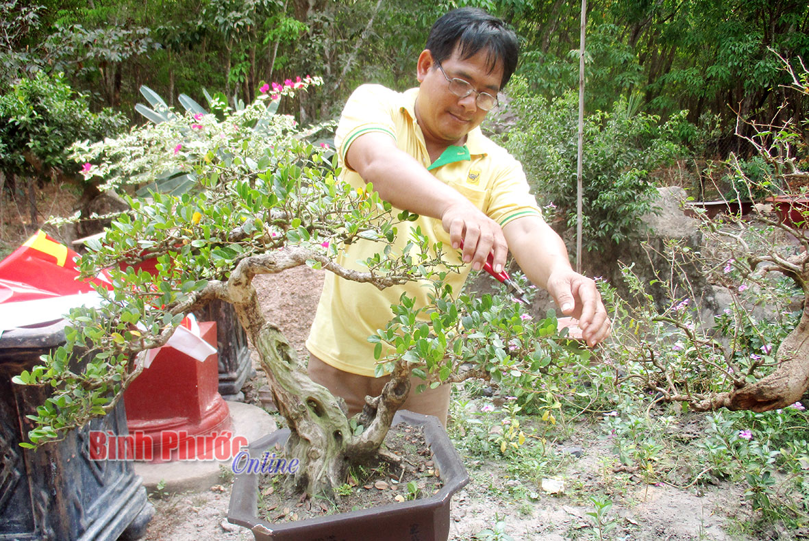 Cái tinh của nghề trồng cây cảnh!