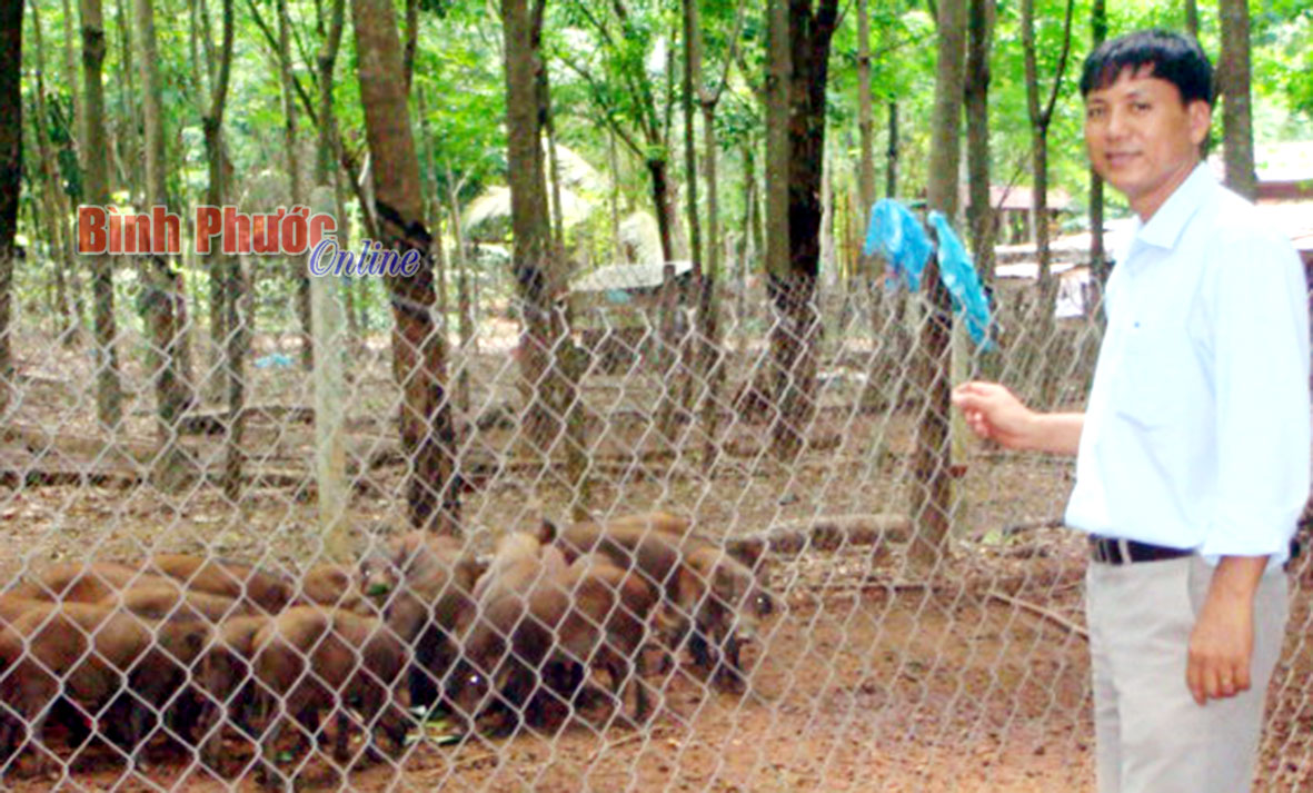 Anh Vương Công Tiến thành công với nuôi heo rừng lai