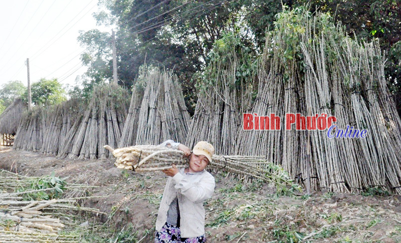 Nắng nóng, giá mì giảm