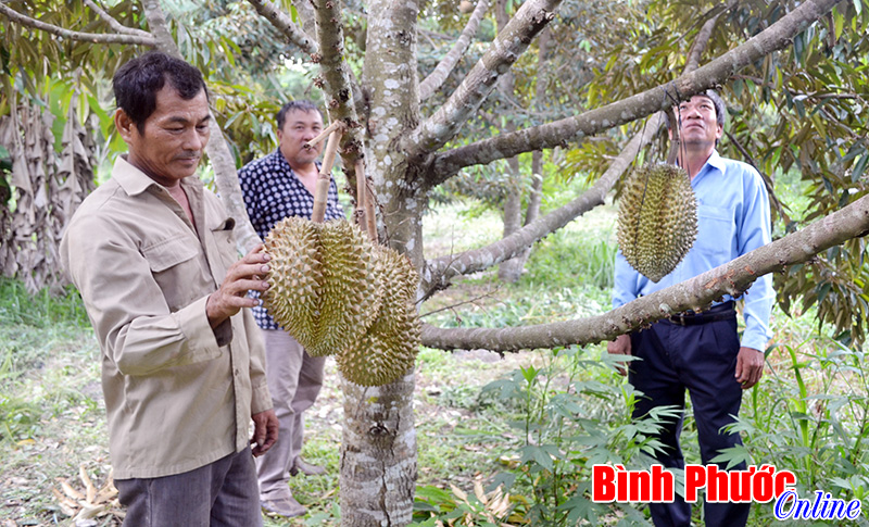 Chơn Thành: Sầu riêng mất mùa, giá không ổn định