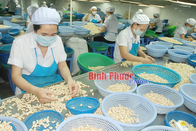 Chế biến hạt điều tại Công ty Vegetexco (Chơn Thành) - Ảnh: Hồng Cúc