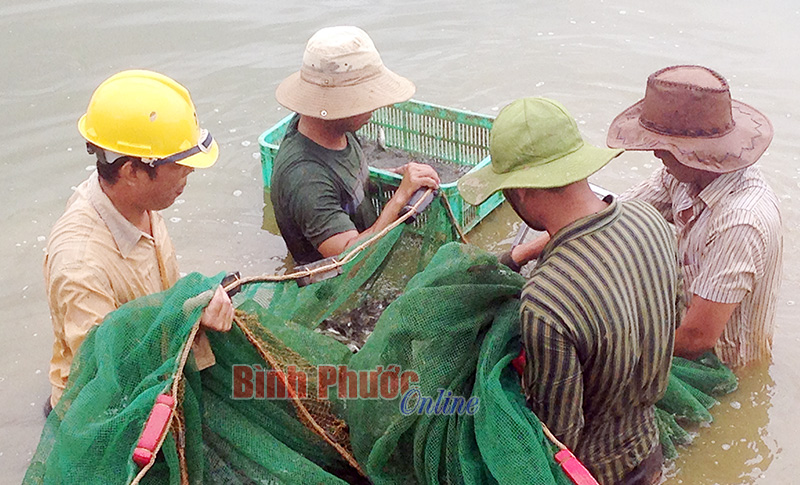 Cá giống được sản xuất tại ao của Trung tâm Thủy sản 