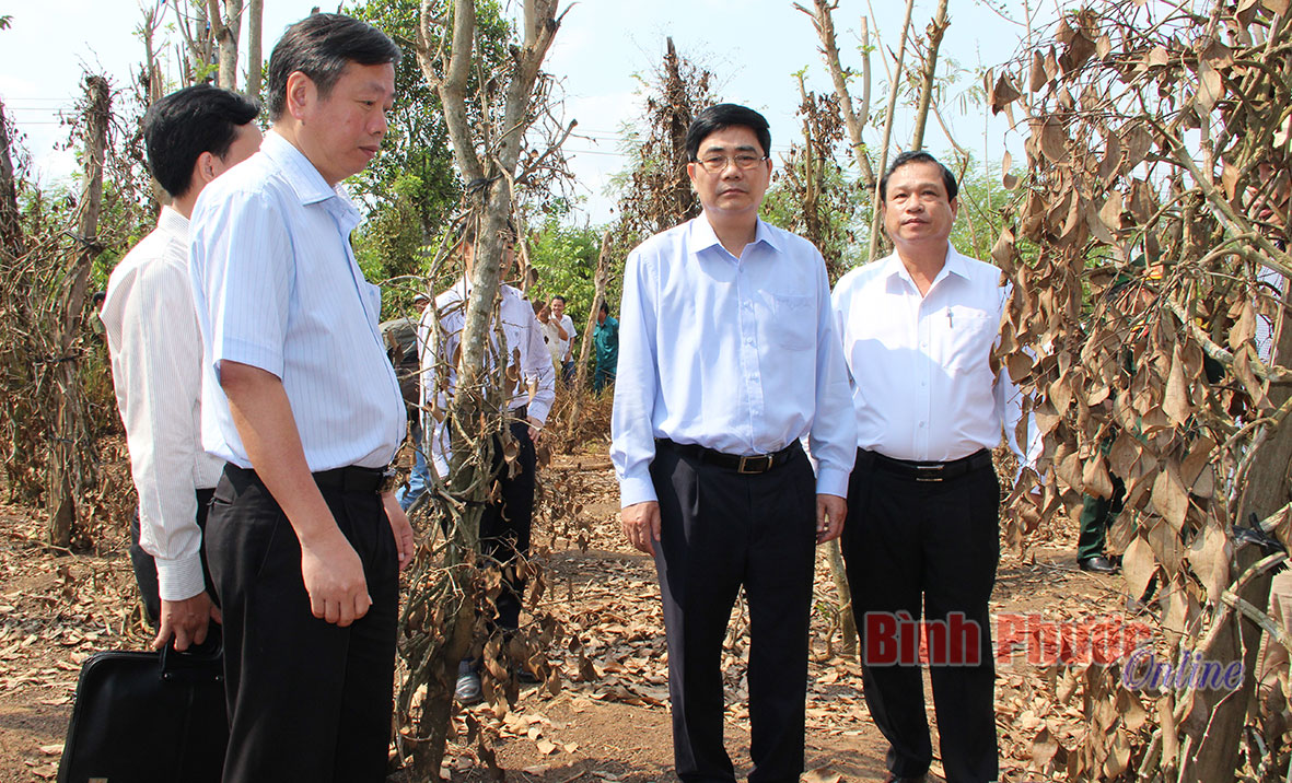 Trong buổi s&aacute;ng, đo&agrave;n đ&atilde; kiểm tra thực tế tại huyện B&ugrave; Đốp về t&igrave;nh h&igrave;nh thiệt hại diện t&iacute;ch c&acirc;y trồng do nắng hạn v&agrave; lốc xo&aacute;y g&acirc;y ra trong những ng&agrave;y vừa qua.  Hạn h&aacute;n k&eacute;o d&agrave;i khiến diện t&iacute;ch hồ ti&ecirc;u ở nhiều nơi tr&ecirc;n địa b&agrave;n huyện B&ugrave; Đốp thiếu nước tưới trầm trọng. Hiện 8/8 ấp của x&atilde; T&acirc;n Th&agrave;nh đang thiếu nước tưới v&agrave; nước sinh hoạt nghi&ecirc;m trọng. To&agrave;n x&atilde; c&oacute; 732 hộ, với 2.747 người thiếu nước sinh hoạt; diện t&iacute;ch c&acirc;y trồng bị chết do thiếu nước l&agrave; 36,8 ha; 712 giếng khoan đ&atilde; hết nước.
