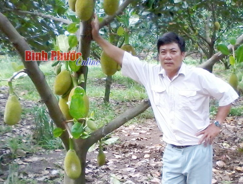 Ông  Dương Thanh Khang bên vườn mít Thái cho thu nhập trên 400 triệu đồng/năm