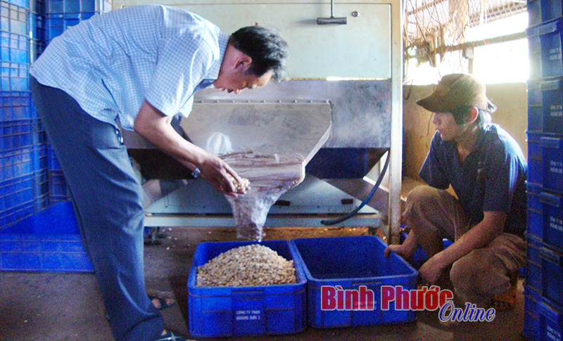 Nhờ máy phân loại hạt điều nên Công ty TNHH chế biến điều Hoàng Sơn 1 (Bù Đăng) giảm đáng kể số lượng nhân công