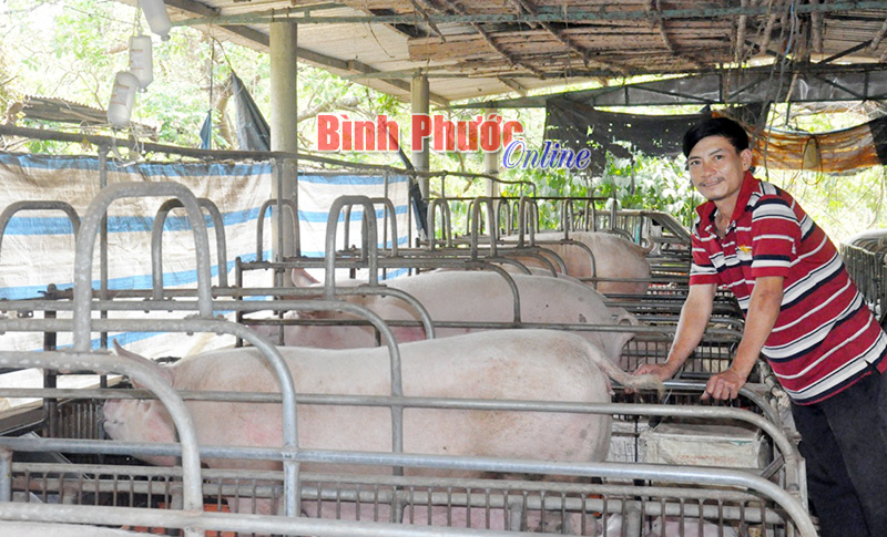 Gia đình anh Trịnh Hồng Hải sử dụng cám tự trộn mang lại hiệu quả cao trong nuôi heo của 
