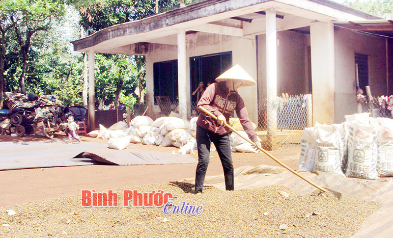 N&ocirc;ng d&acirc;n x&atilde; Nghĩa B&igrave;nh phơi c&agrave; ph&ecirc; - Ảnh: M. Luận