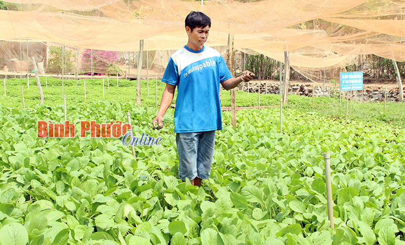 Anh Nguyễn Văn Duyệt, thành viên Tổ trồng rau ở ấp Phú Long điều khiển hệ thống tưới rau bằng remote