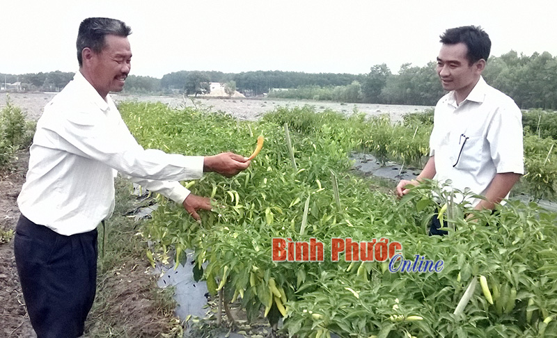 Anh Phạm Văn Phúc trao đổi kỹ thuật trồng ớt với cán bộ Trạm Khuyến nông huyện Chơn Thành