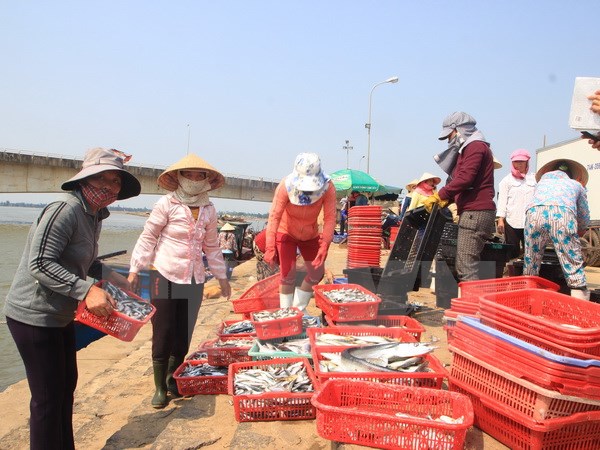 Thương lái thu mua cá tại Cảng cá Cửa Tùng