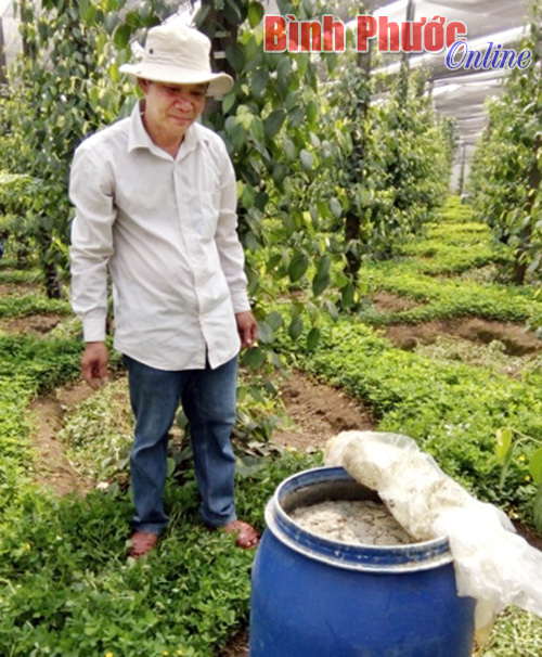 Gia đình anh Lan tưới tiết kiệm cho vườn tiêu bằng béc phun kết hợp trồng cây lạc dại