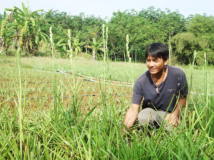 Lợi ích từ trồng hoa