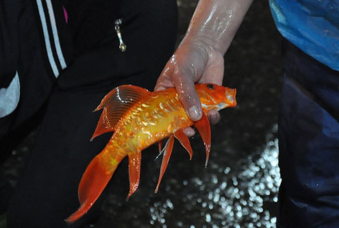 bạt ngàn cá chép tiễn ông Táo, giá cá thấp kỷ lục