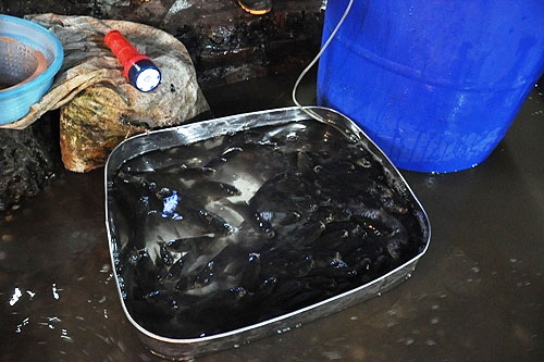 bạt ngàn cá chép tiễn ông Táo, giá cá thấp kỷ lục