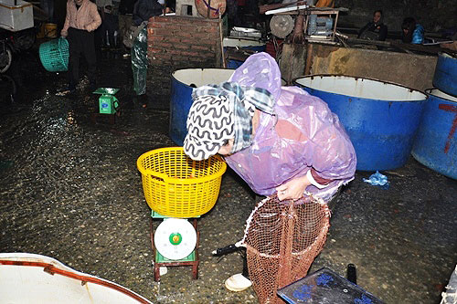 bạt ngàn cá chép tiễn ông Táo, giá cá thấp kỷ lục