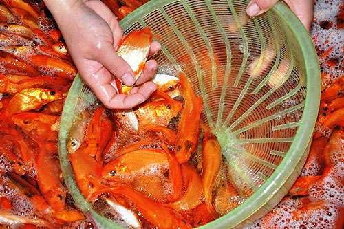bạt ngàn cá chép tiễn ông Táo, giá cá thấp kỷ lục