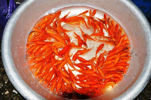 bạt ngàn cá chép tiễn ông Táo, giá cá thấp kỷ lục