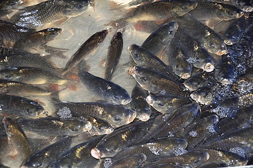 bạt ngàn cá chép tiễn ông Táo, giá cá thấp kỷ lục