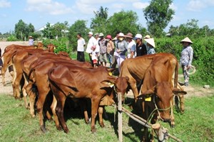 Công bố 2 tỉnh có dịch lở mồm long móng trên gia súc