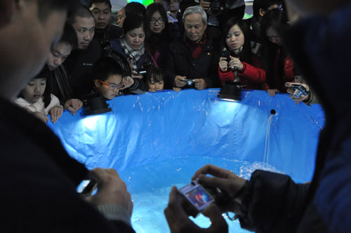 cá koi khủng nhất việt nam