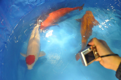 cá koi khủng nhất việt nam