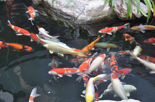 cá koi khủng nhất việt nam