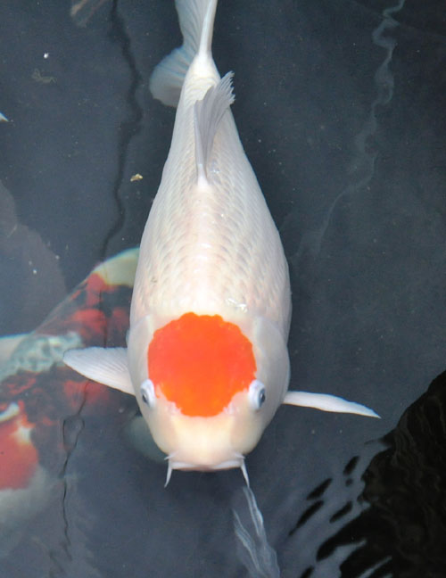 cá koi khủng nhất việt nam