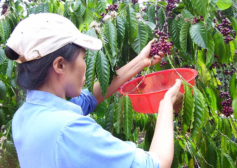 Giá cà phê giảm mạnh