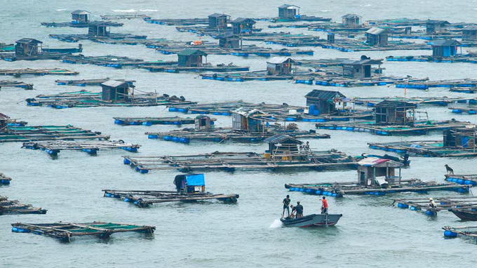 Hàng trăm lồng bè cá của ngư dân tại xã đảo Nghi Sơn (huyện Tĩnh Gia, Thanh Hóa) đang được người dân chằng chéo