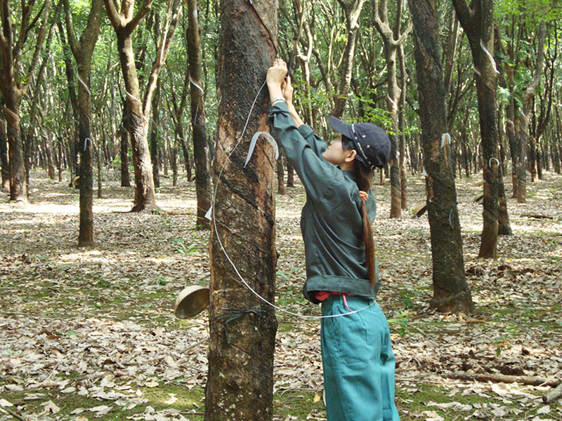 Công ty cao su Phú Riềng bán 123,16 ha cao su thanh lý