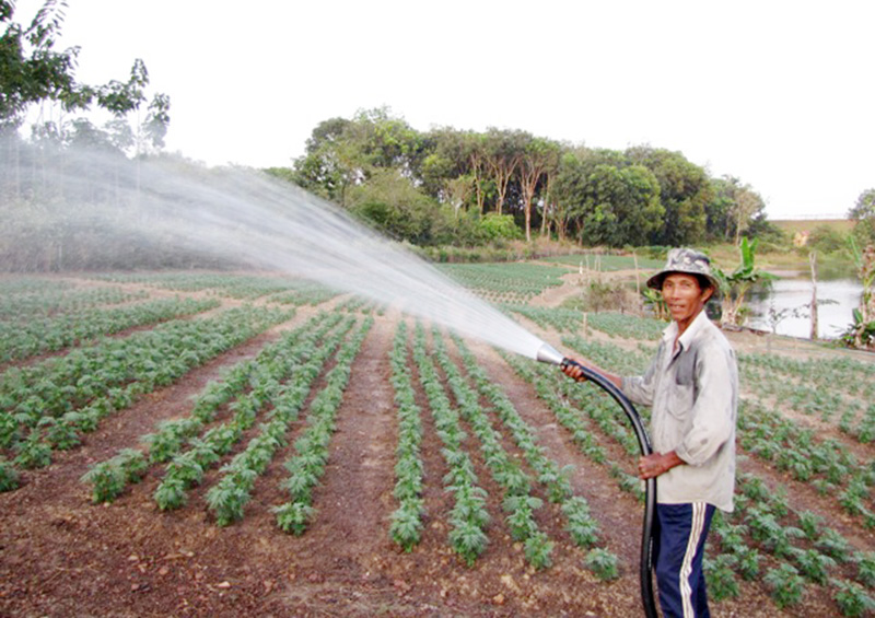 Vi phạm điều kiện sản xuất, kinh doanh giống cây trồng sẽ bị phạt đến 20 triệu đồng