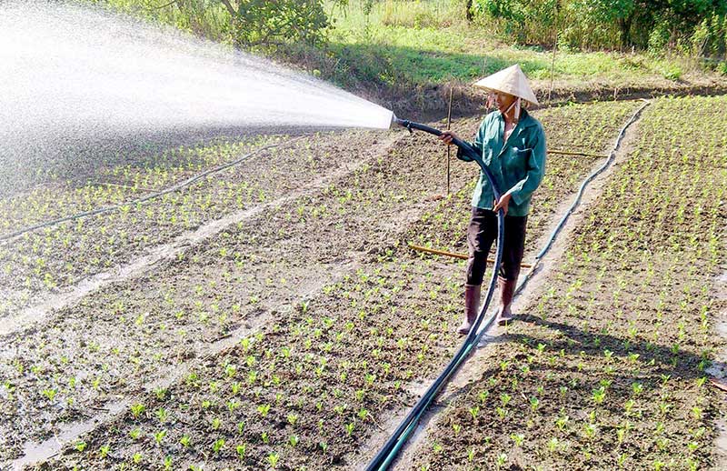 Hoa Tân Phú vào vụ tết