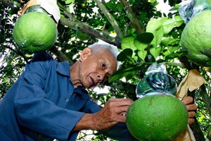 Gà Đông Tảo "cháy" hàng, bưởi hồ lô khan hiếm