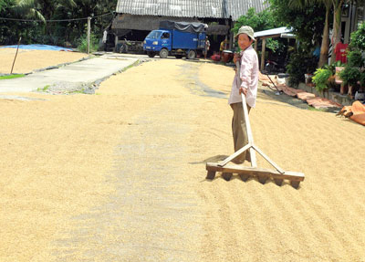 Giá lúa tăng, nông dân luyến tiếc