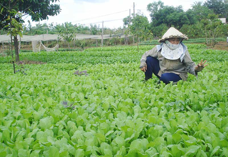 Làm giàu từ 6 sào đất