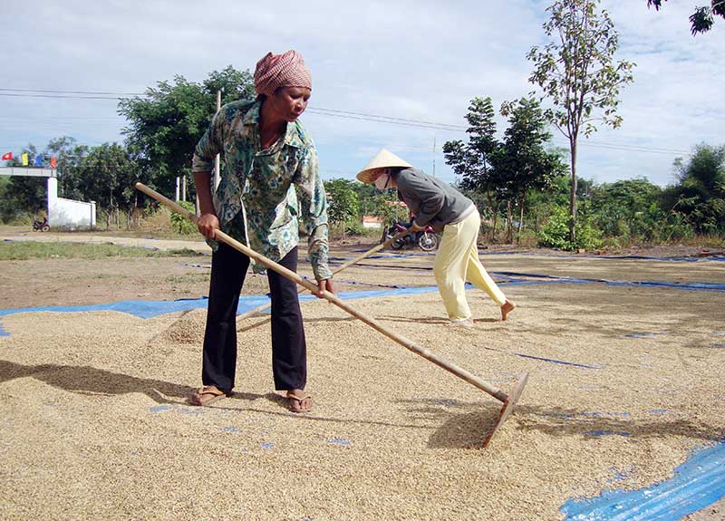 Lộc Thịnh: Lúa lại mất mùa