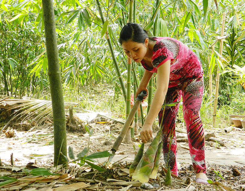 Măng được giá, nông dân phấn khởi