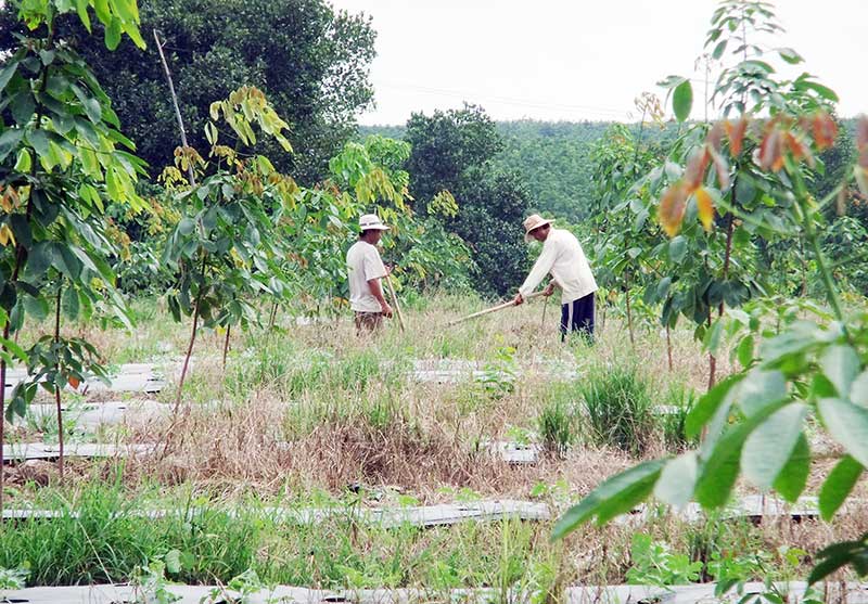 Nghịch lý trong ngành cao su