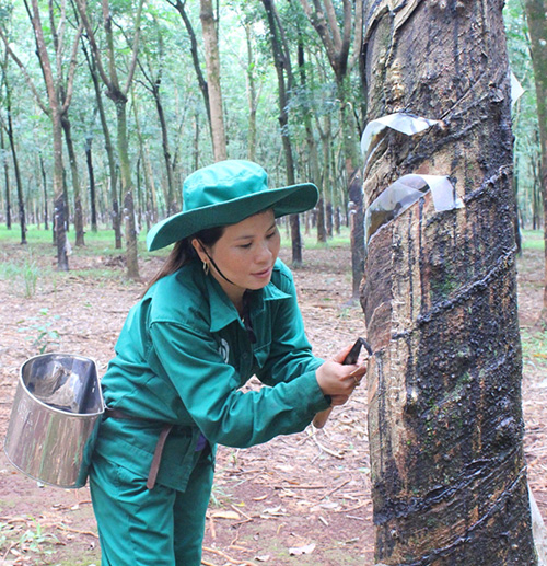 Nông trường 5