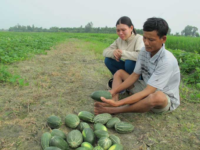 Trồng dưa gang ra... dưa “lạ”