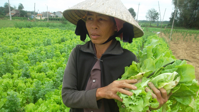 Quảng Ngãi: nhổ rau cho bò ăn