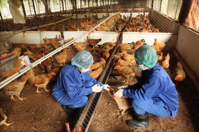 Xuất hiện ổ dịch cúm A H5N1 trên đàn gà tại Kon Tum