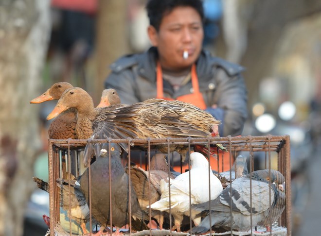 Gia cầm nuôi ở gia đình có thể là nguồn lây nhiễm H7N9