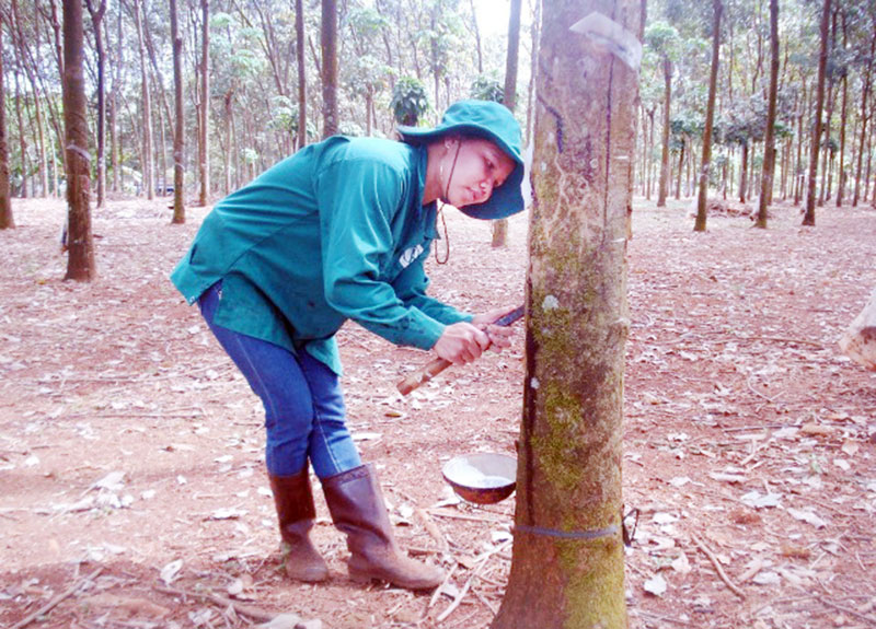 Cánh chim đầu đàn ở Nông trường Nghĩa Trung