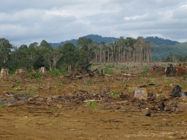 Thủ tướng Nguyễn Tấn Dũng yêu cầu đóng cửa rừng tự nhiên trong năm 2014
